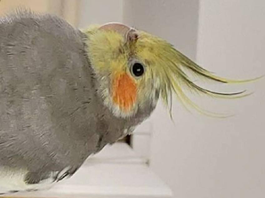 ルーちゃん ルーちゃん