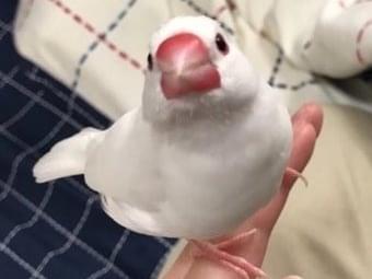 てんちょーちゃん てんちょーちゃん