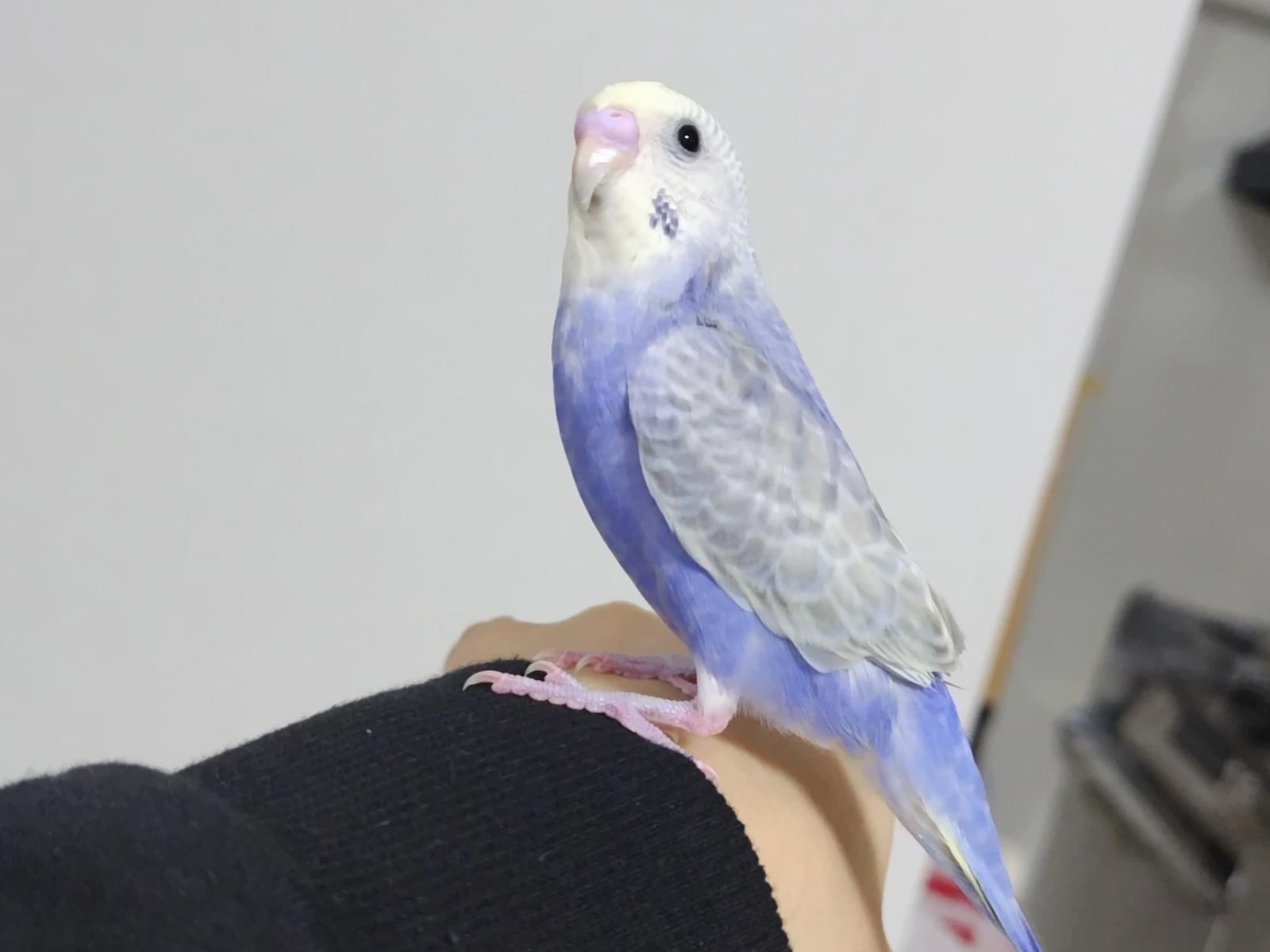 キララちゃん キララちゃん