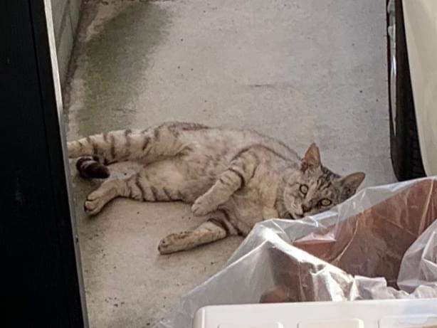 目撃された猫 目撃された猫