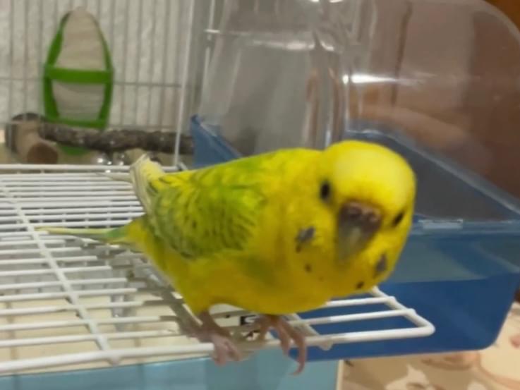 インコちゃん インコちゃん