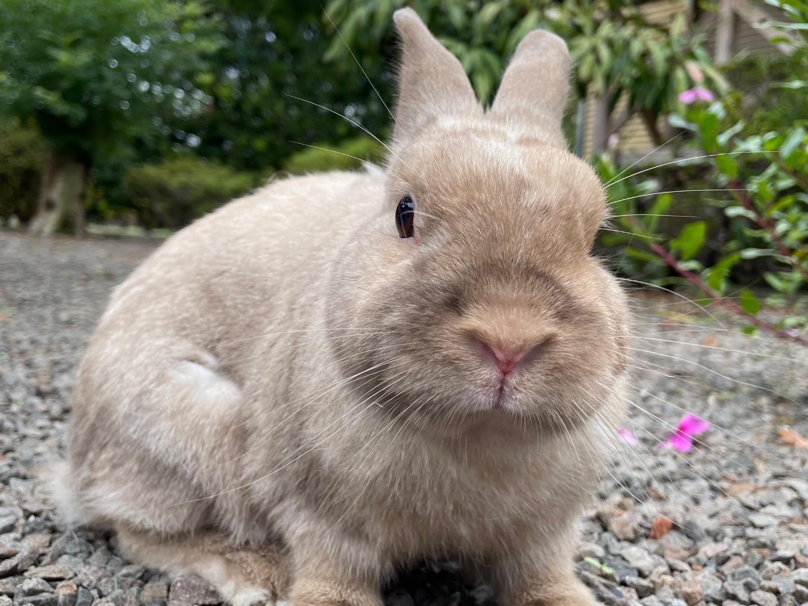 こむぎちゃん こむぎちゃん