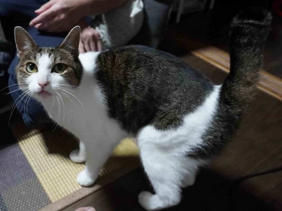 みぃちゃん みぃちゃん