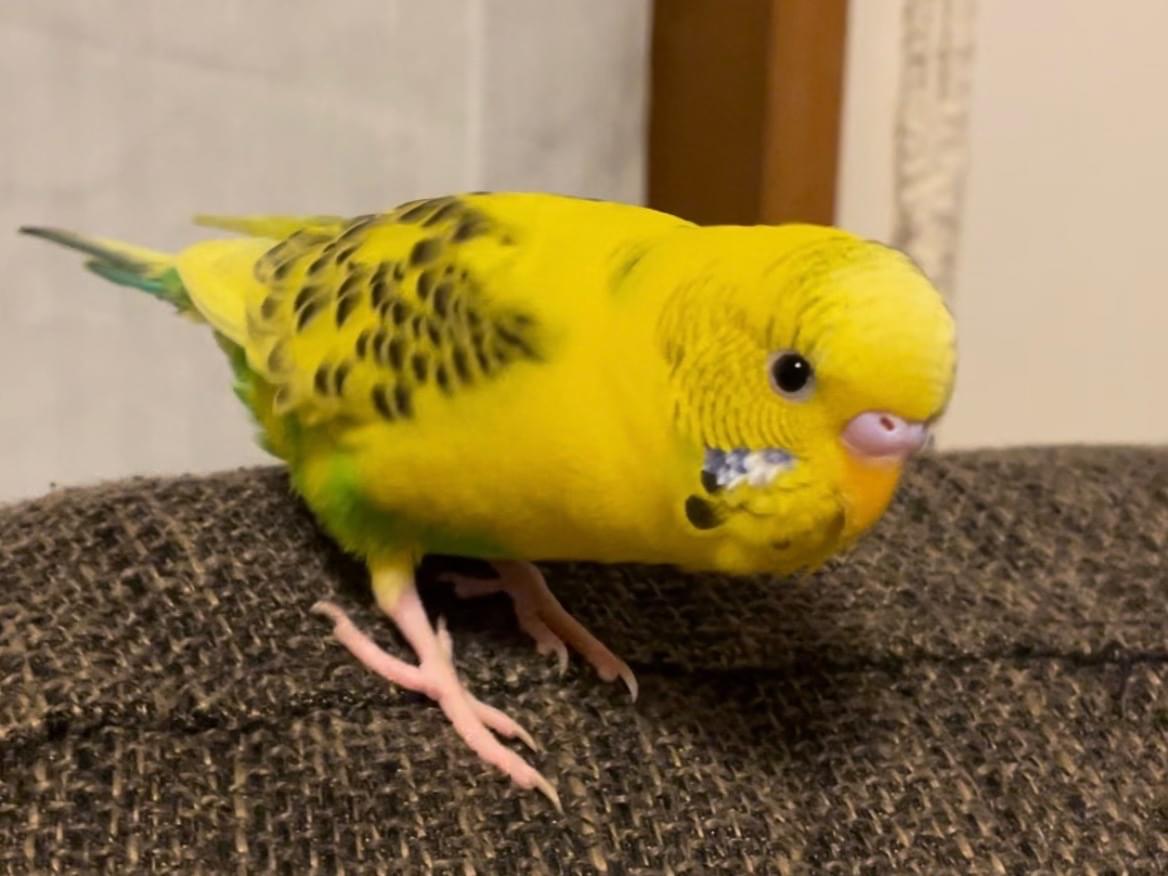 くーちゃん くーちゃん