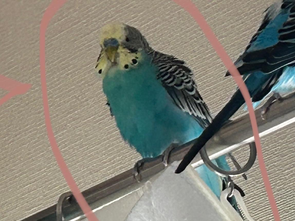 キャンディちゃん キャンディちゃん