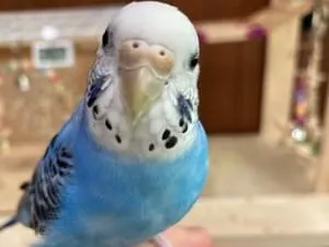 セキセイインコ ブルー 迷子 桜新町