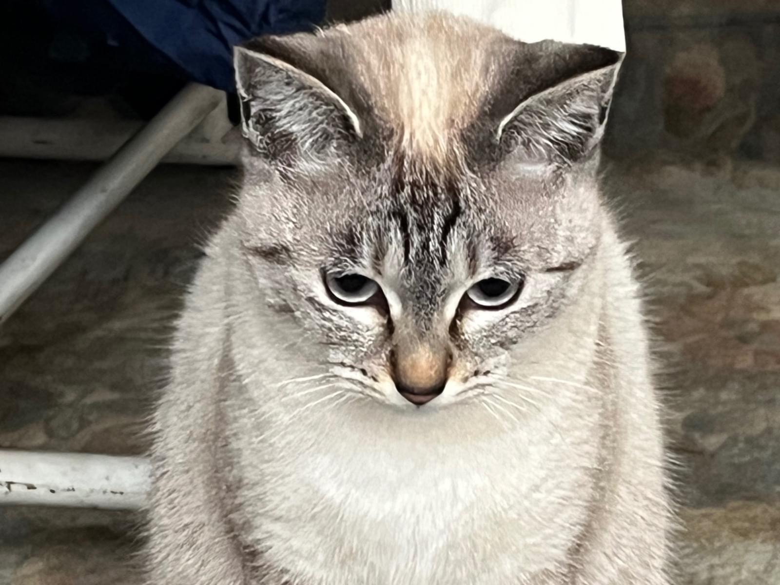 あいちゃん あいちゃん