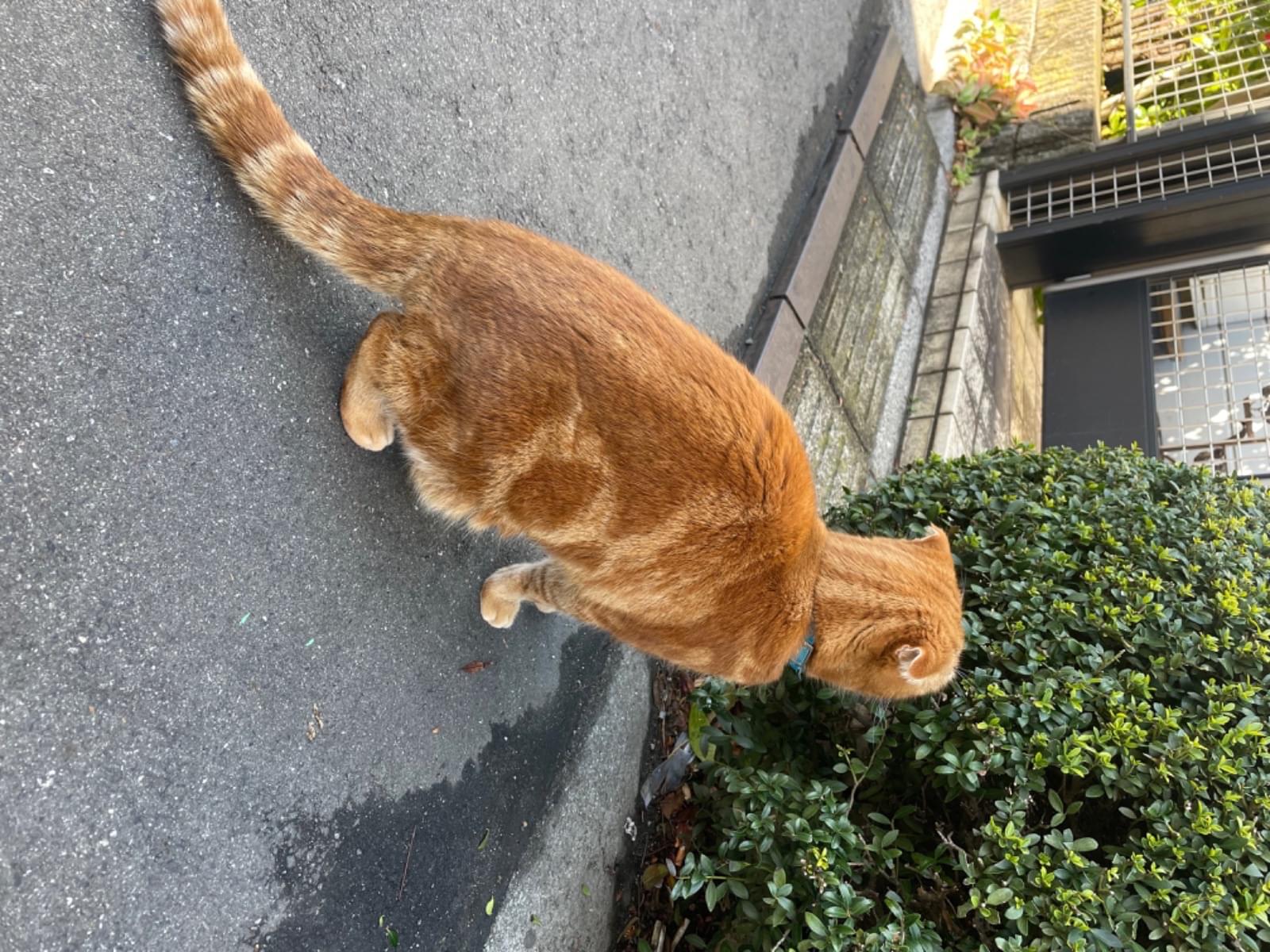 目撃された猫 目撃された猫