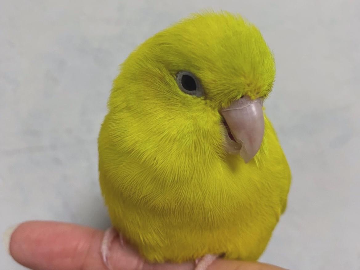 ルリちゃん ルリちゃん