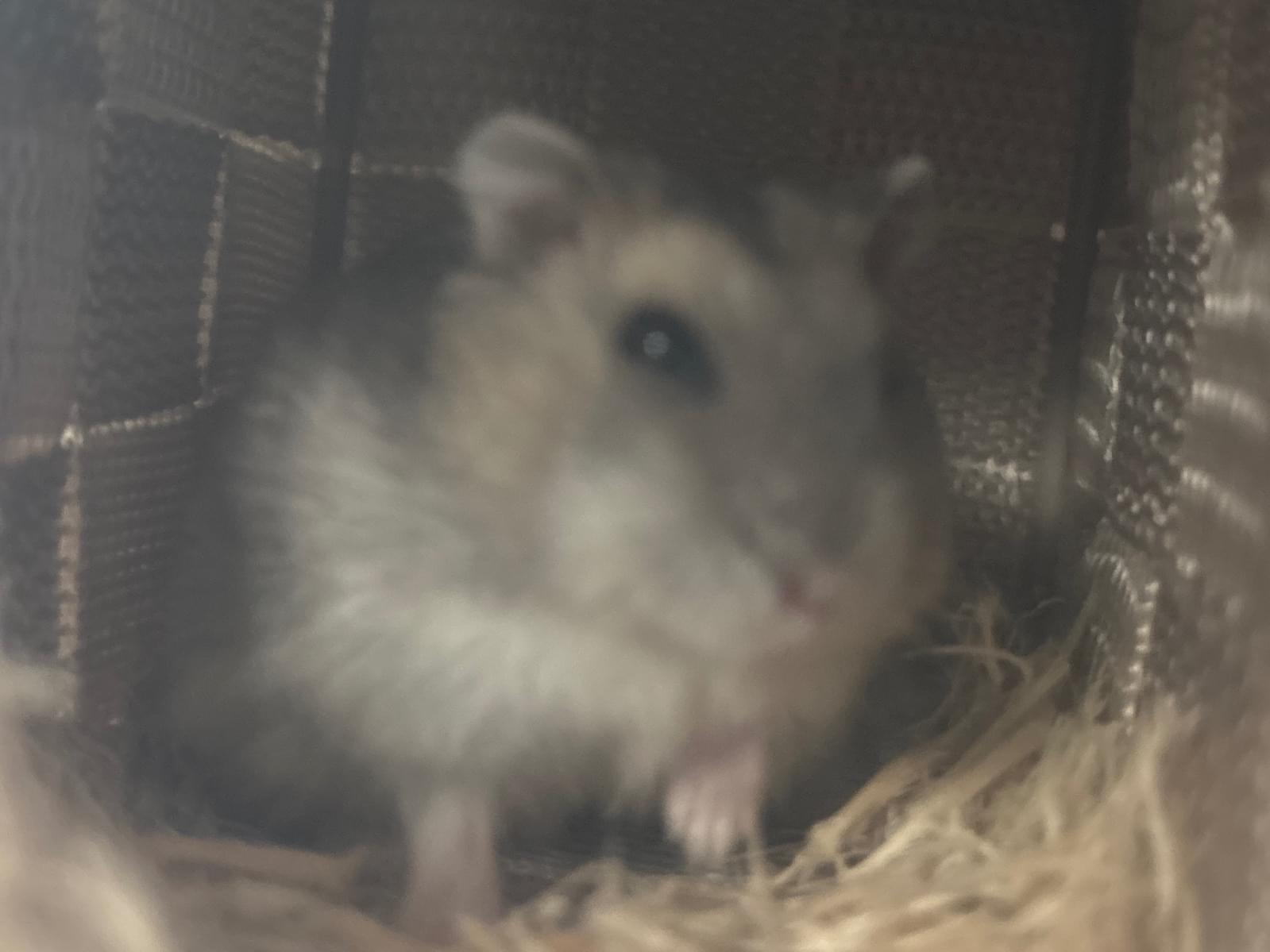 保護されたペット 保護されたペット