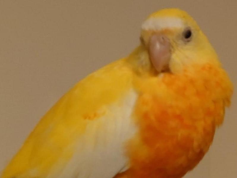 ひなたちゃん ひなたちゃん