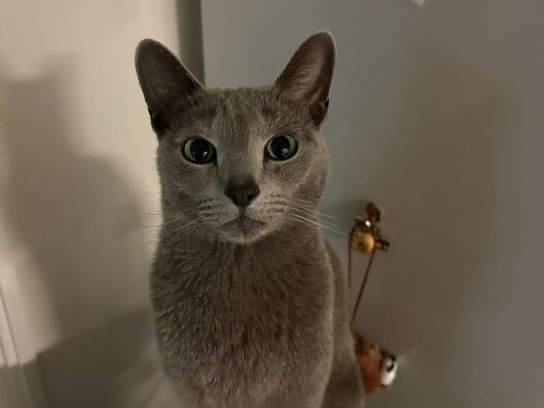 小太郎ちゃん 小太郎ちゃん