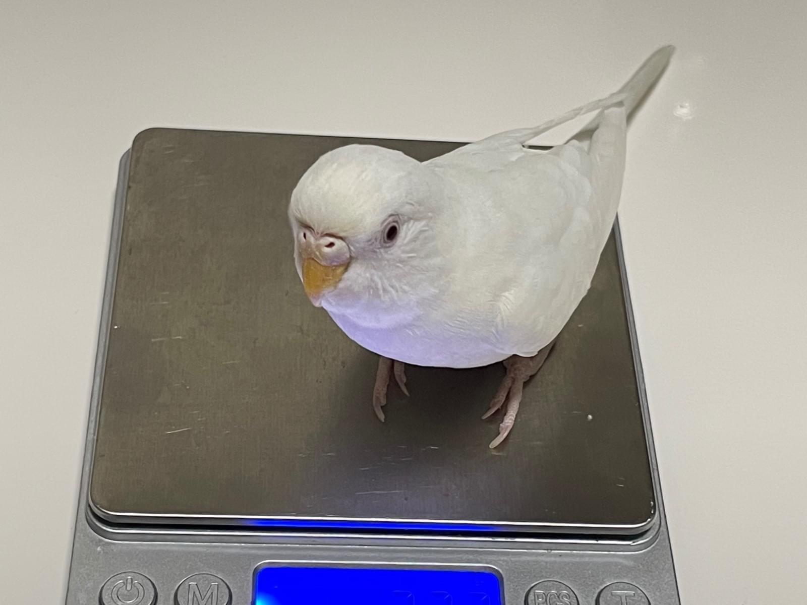 ちょうちょうちゃん ちょうちょうちゃん