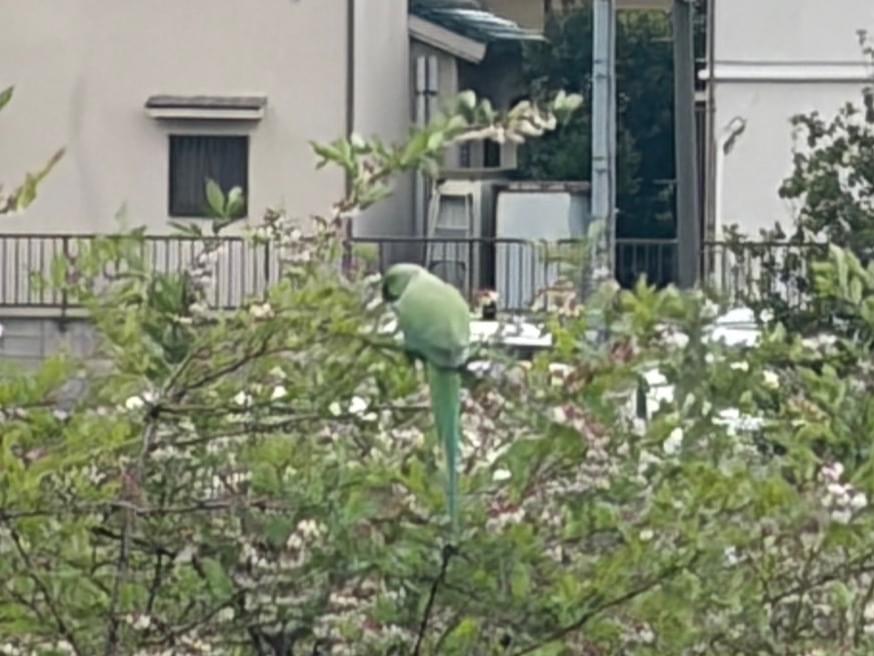目撃された鳥 目撃された鳥