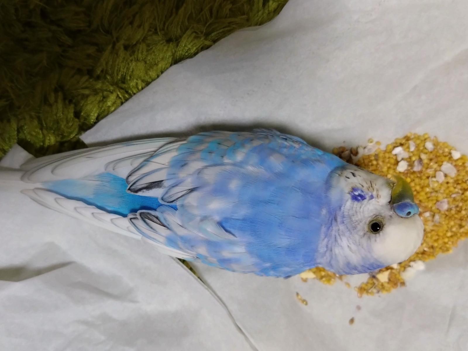保護された鳥 保護された鳥