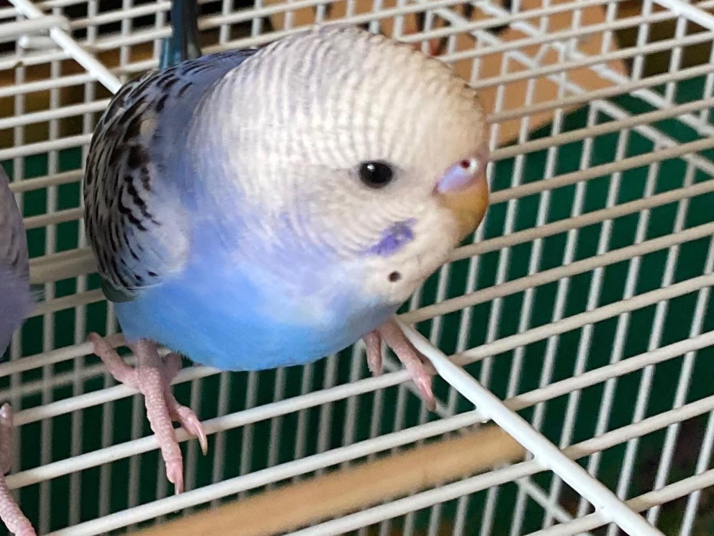 あおちゃん あおちゃん