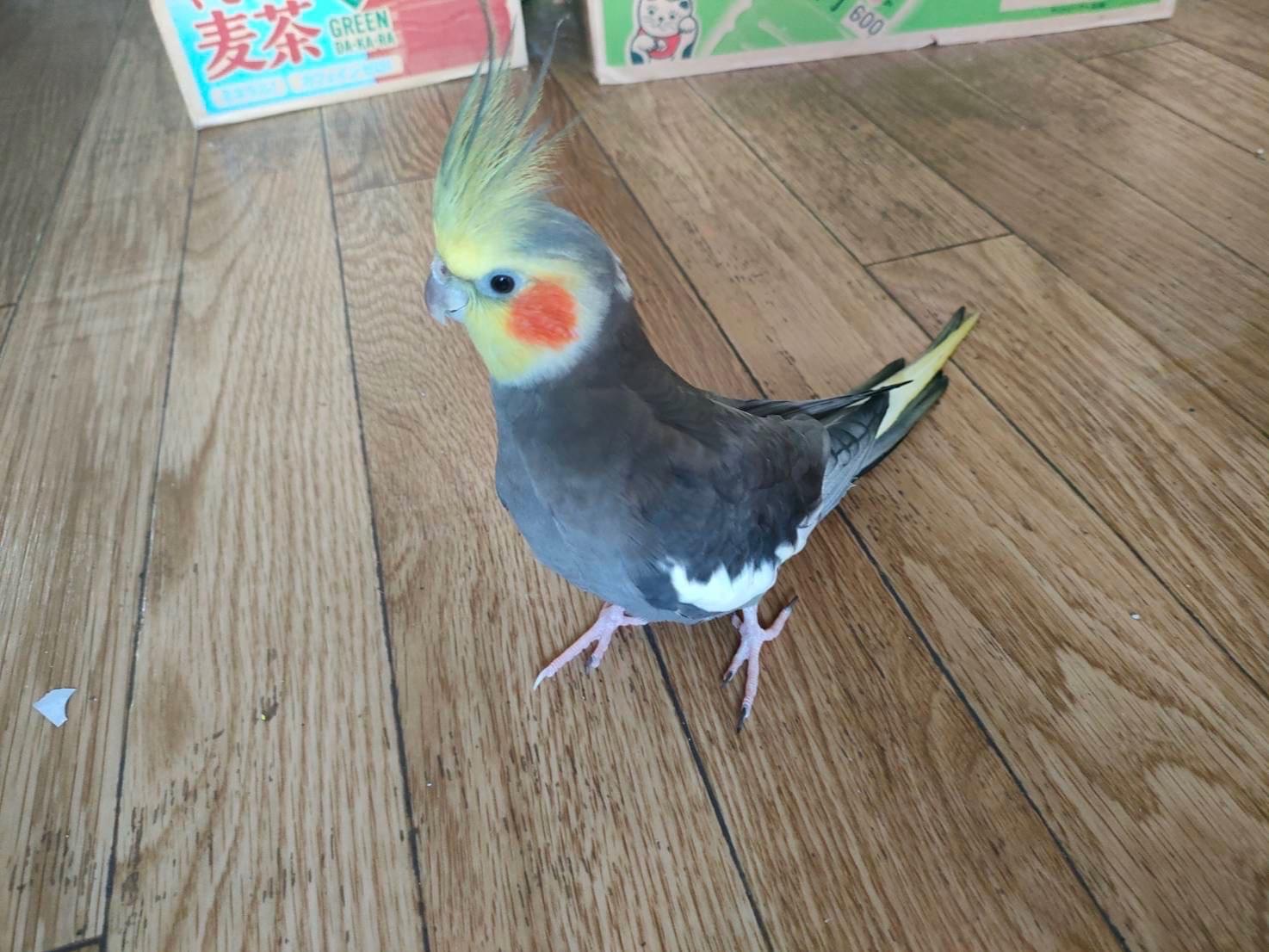 もちちゃん もちちゃん