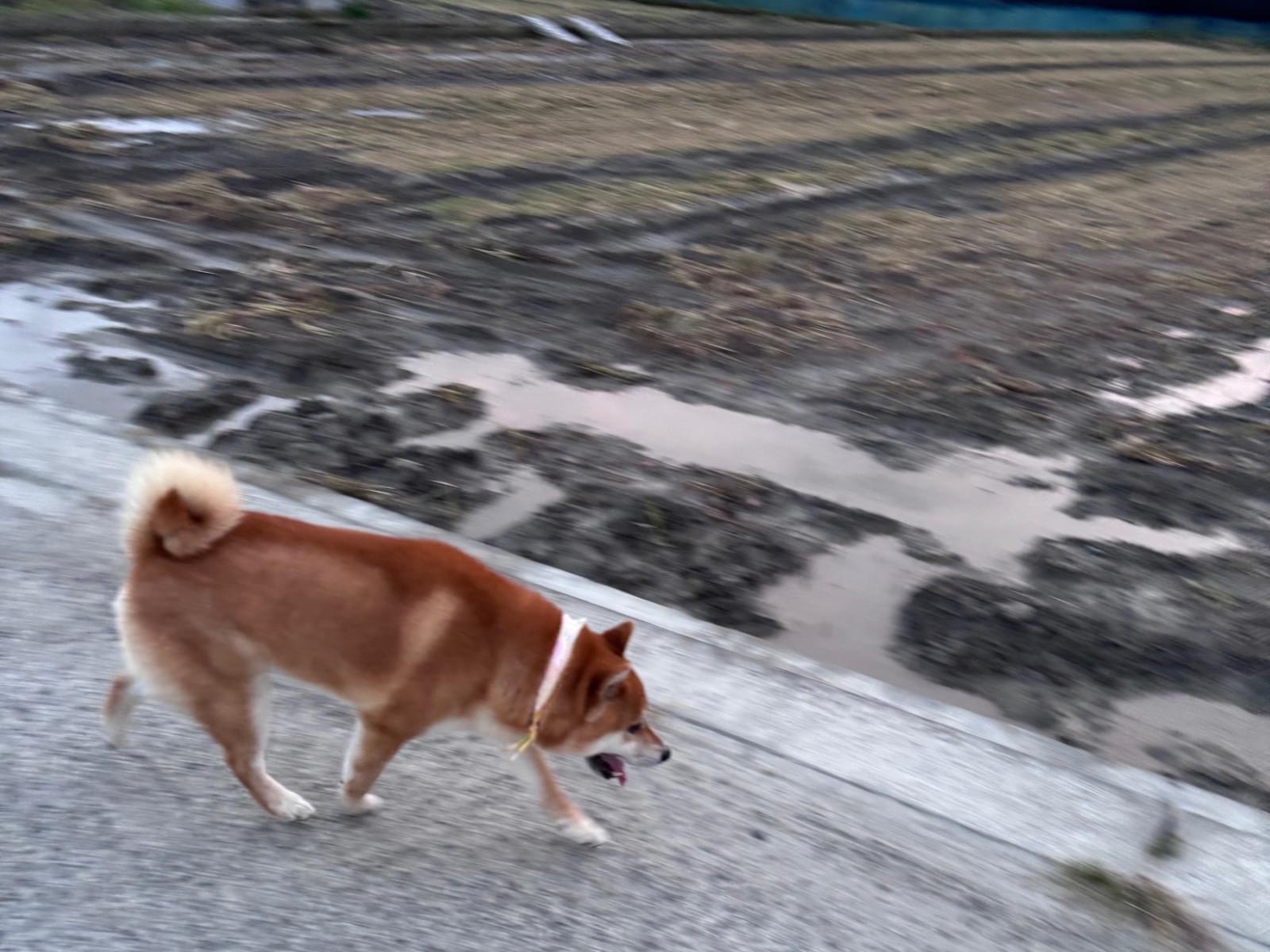 目撃された犬