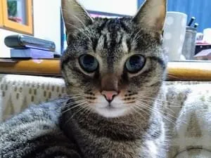 探してます。オレンジかかったキジトラ猫口の周りが丸く白