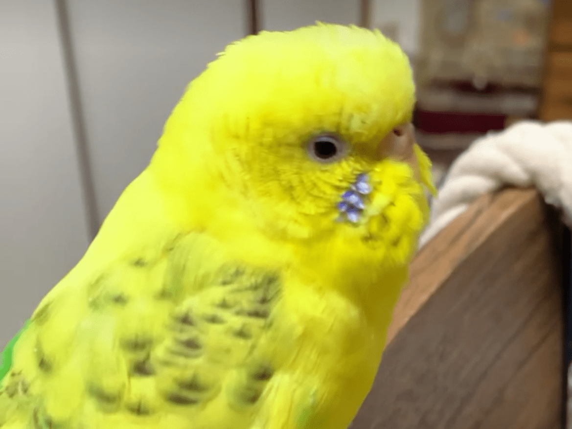 ビョルちゃん ビョルちゃん