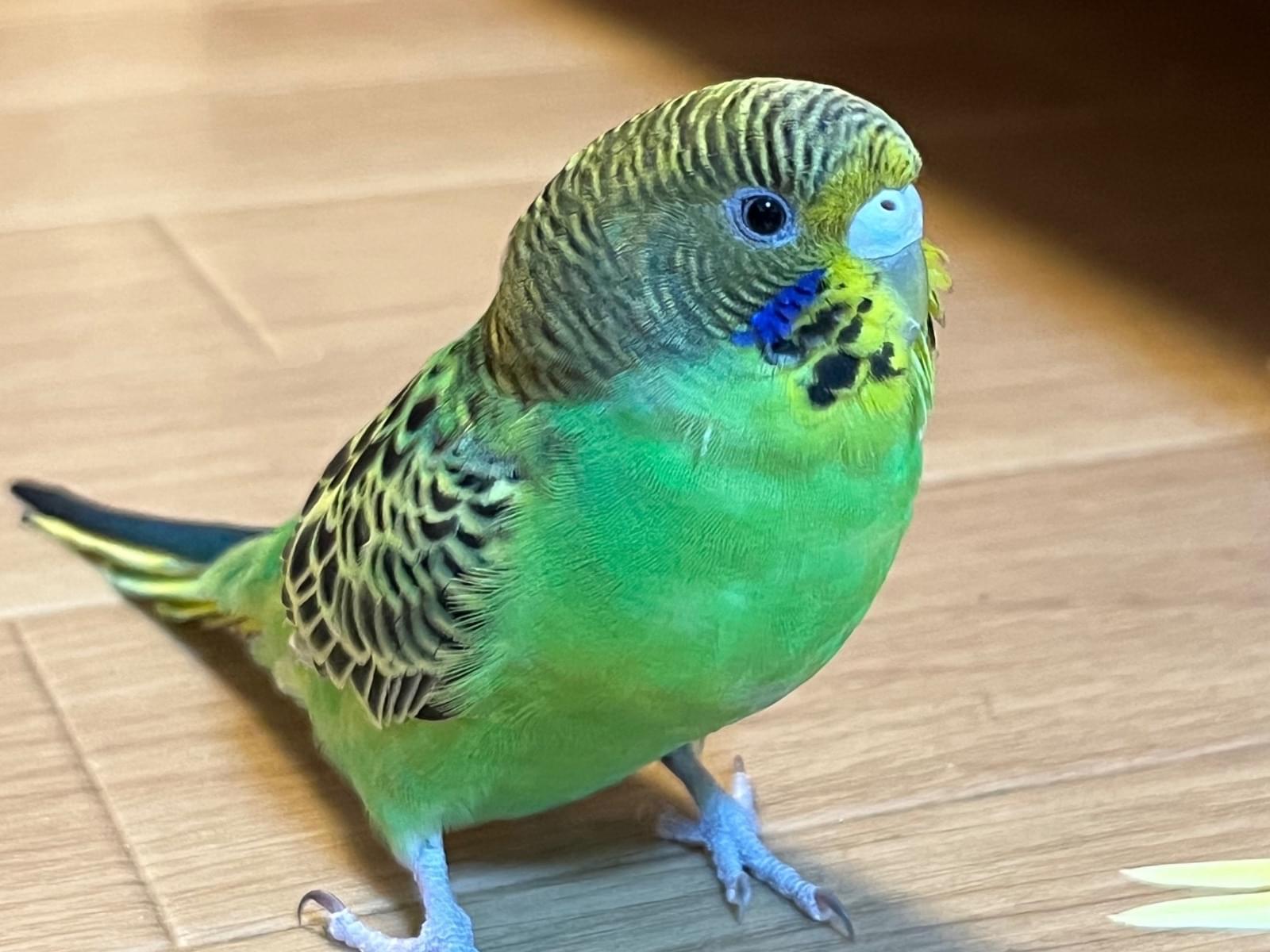 トラちゃん トラちゃん