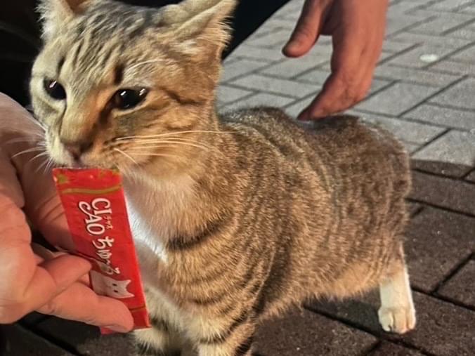 保護された猫 保護された猫