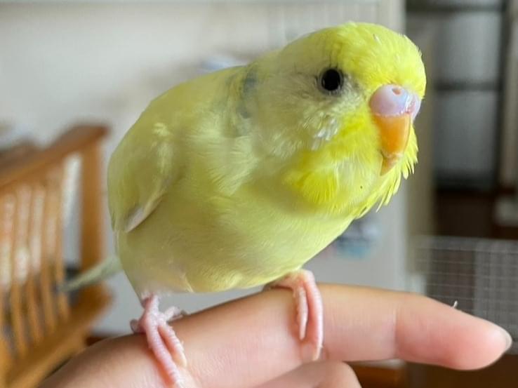 保護された鳥 保護された鳥