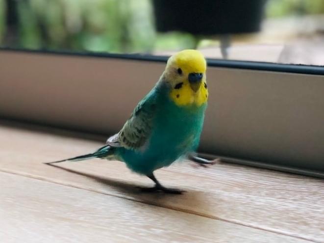 ジンベエちゃん ジンベエちゃん