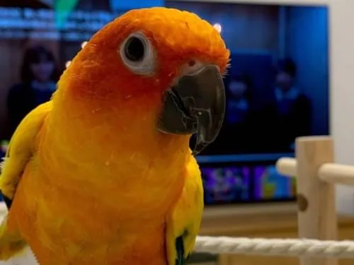 外に居たら派手な色が目立つコガネメキシコインコ