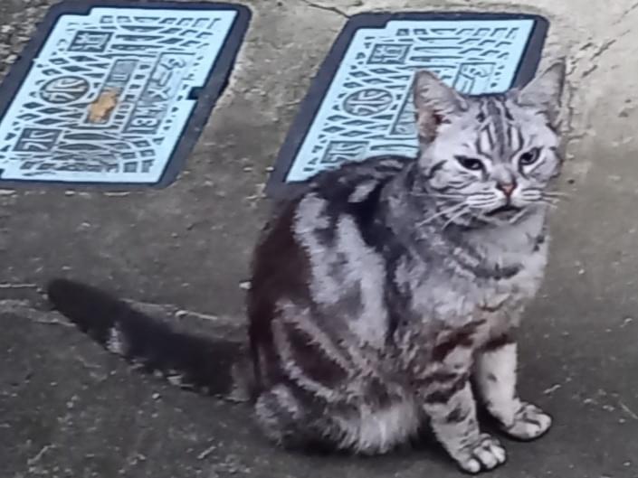 目撃された猫 目撃された猫