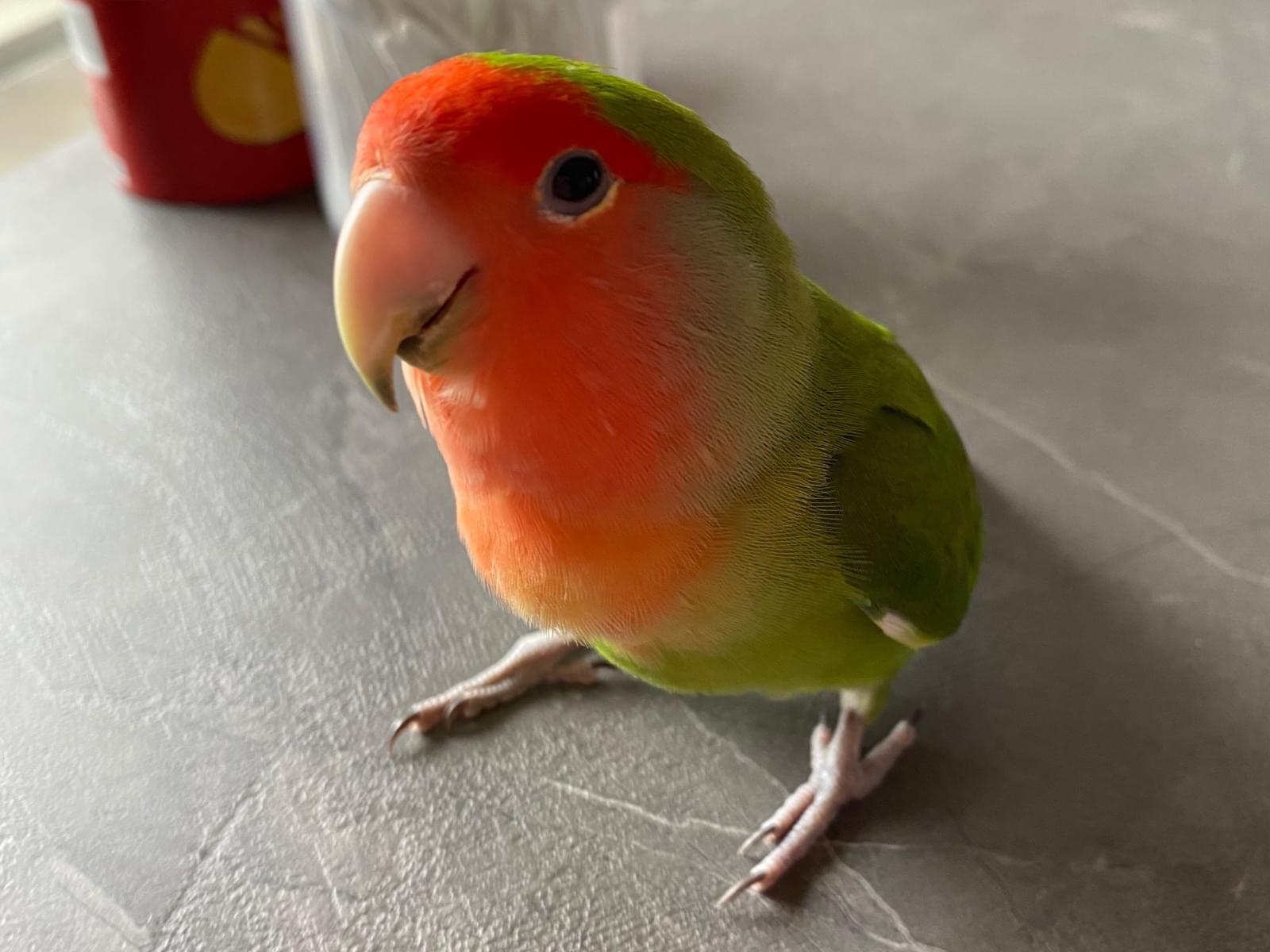 トマトちゃん トマトちゃん