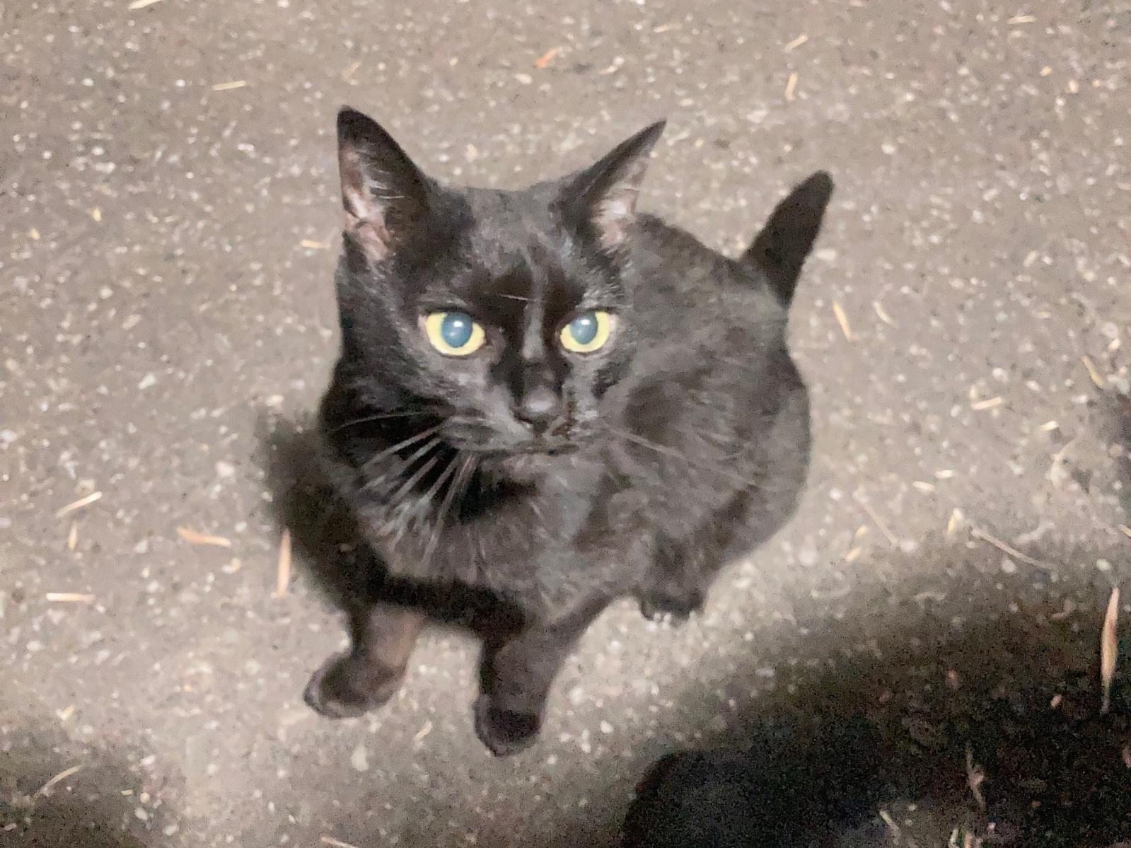 目撃された猫 目撃された猫