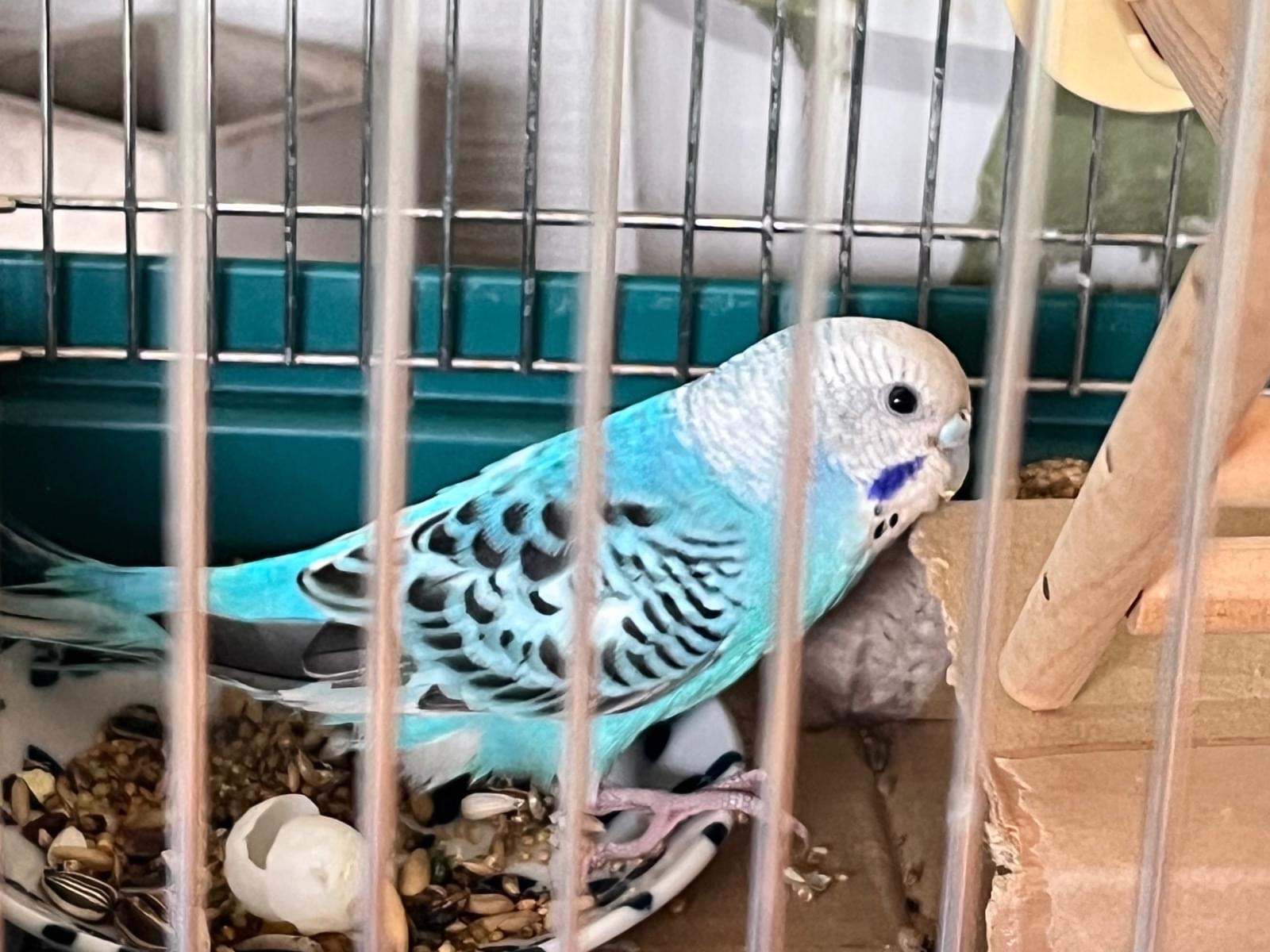 保護された鳥 保護された鳥