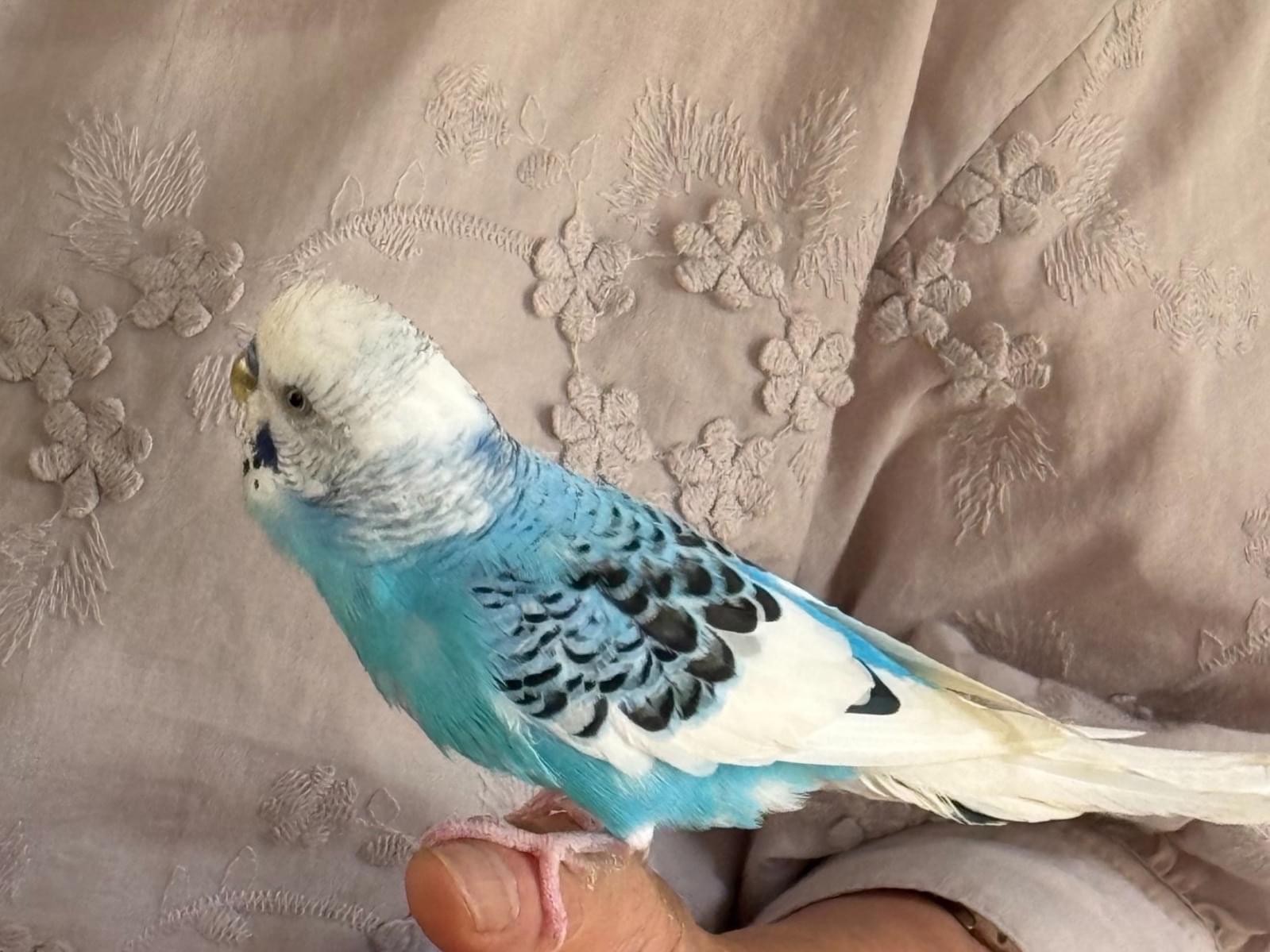 ピッピちゃん