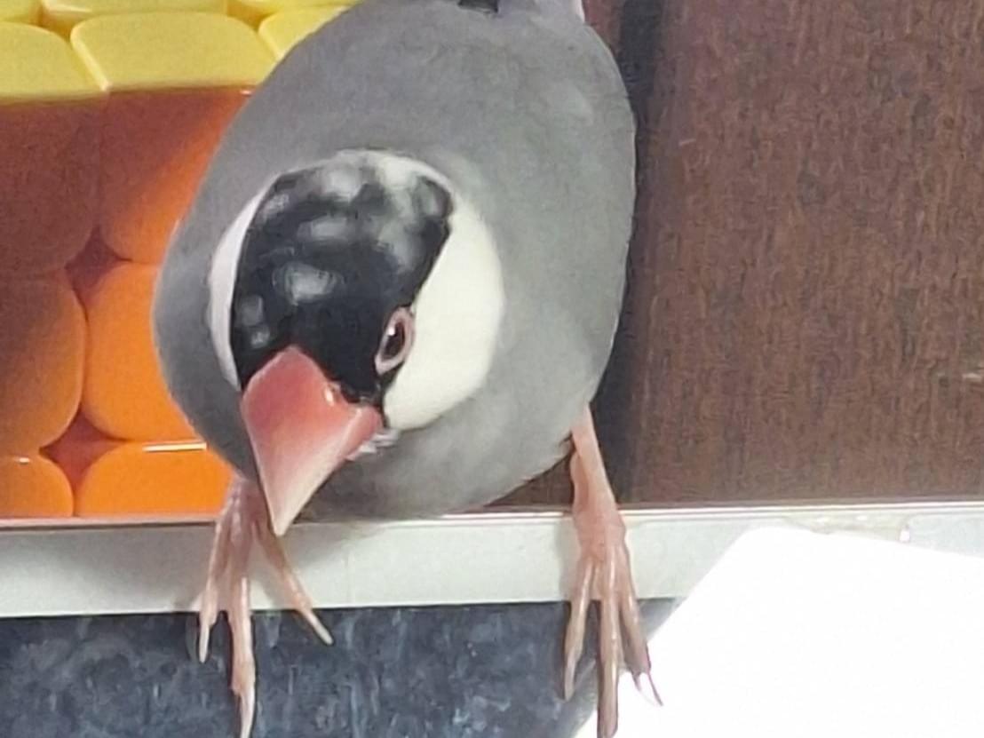ぶんちゃん ぶんちゃん