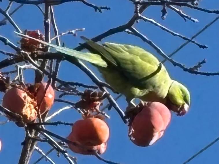 目撃された鳥 目撃された鳥
