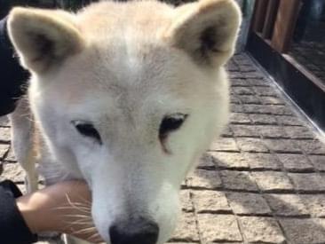 目撃された犬 目撃された犬