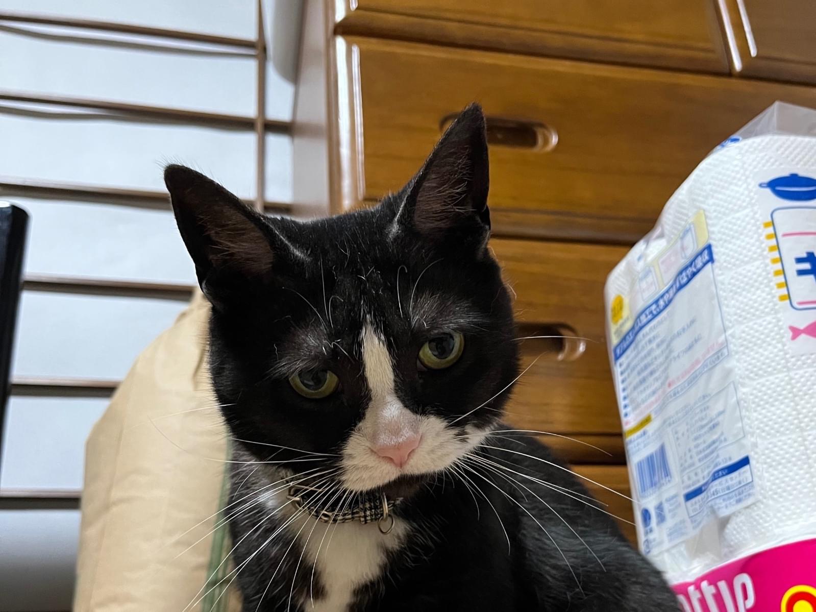 ジジちゃん
