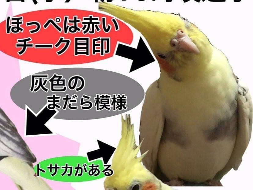 フィオちゃん フィオちゃん