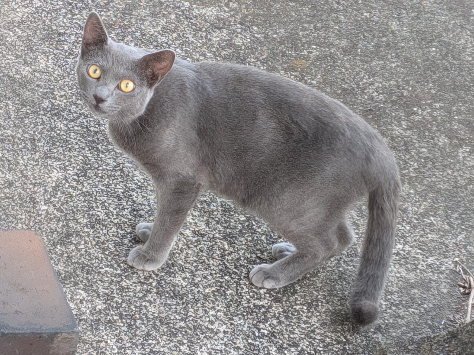 目撃された猫 目撃された猫