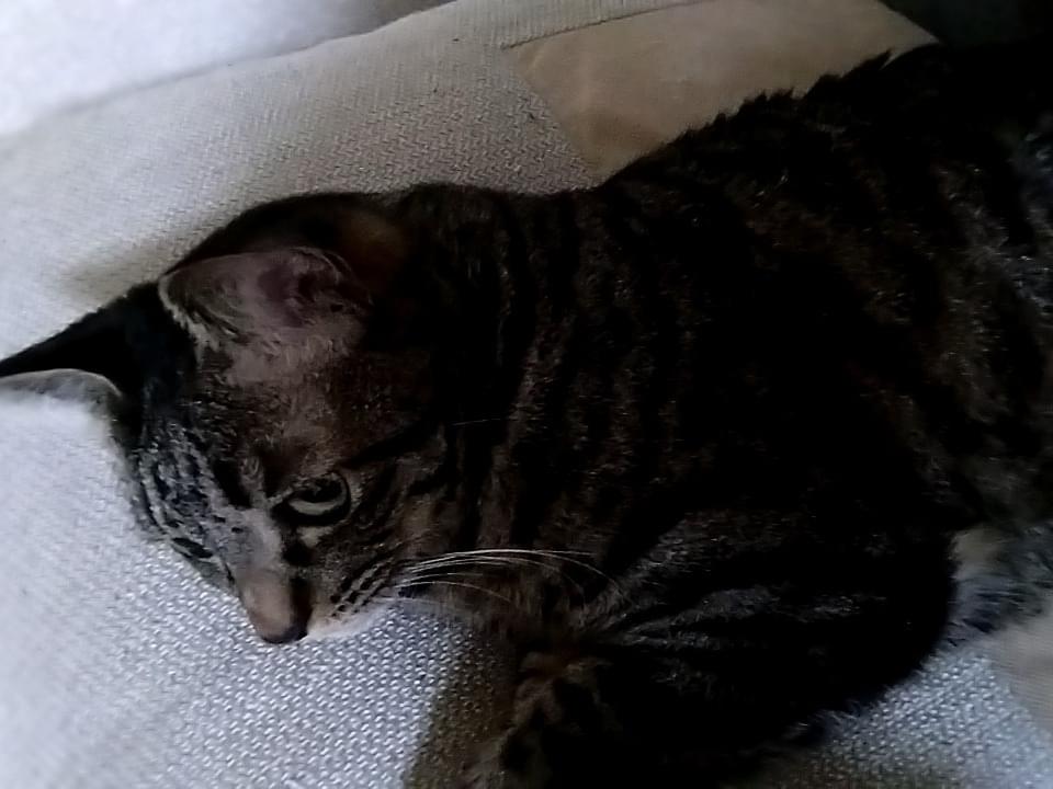 メルちゃん メルちゃん