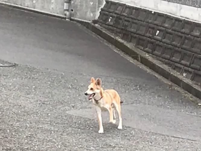 目撃された犬 目撃された犬