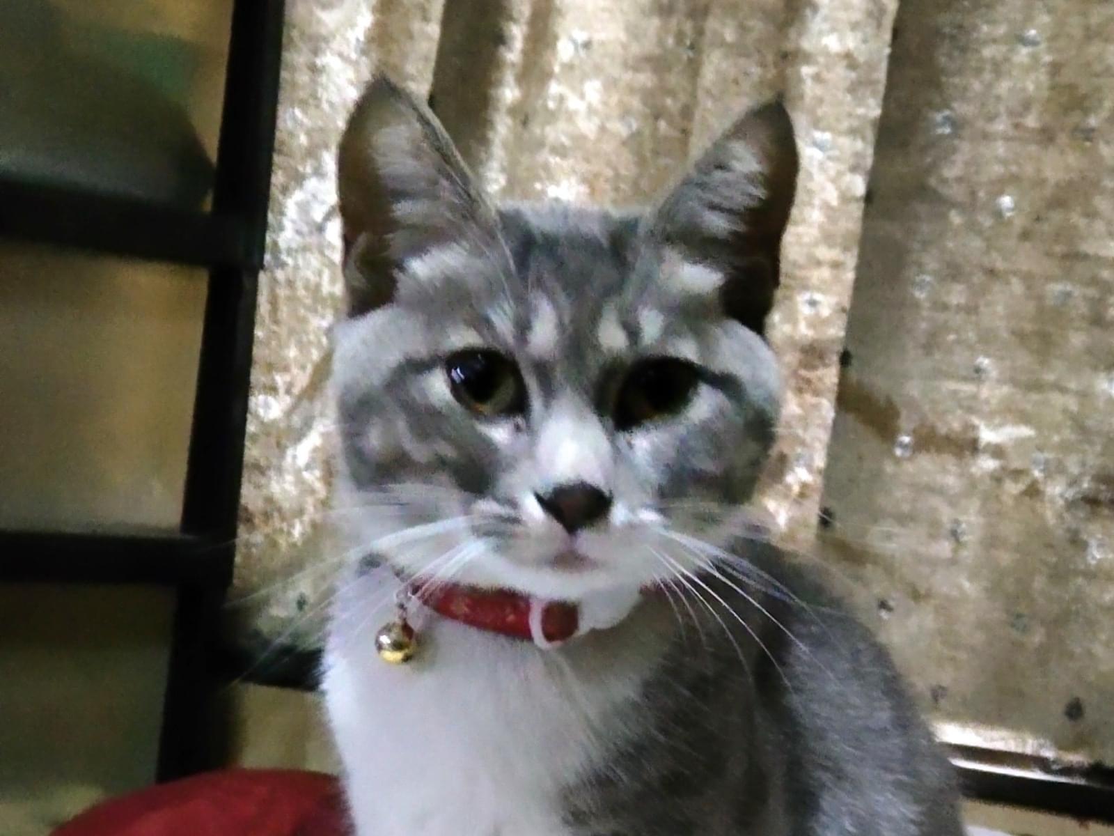 保護された猫 保護された猫