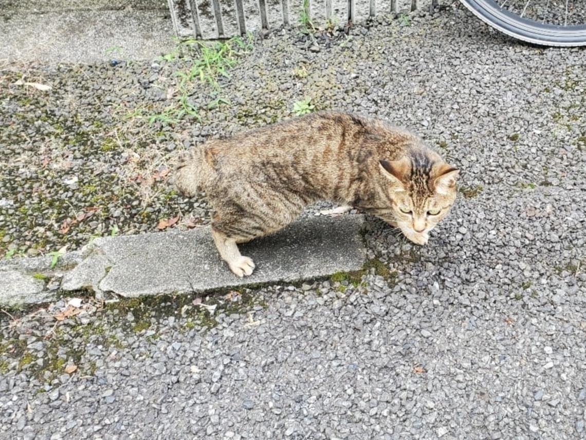 目撃された猫 目撃された猫