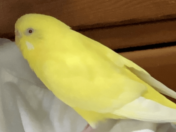 はっちゃん はっちゃん