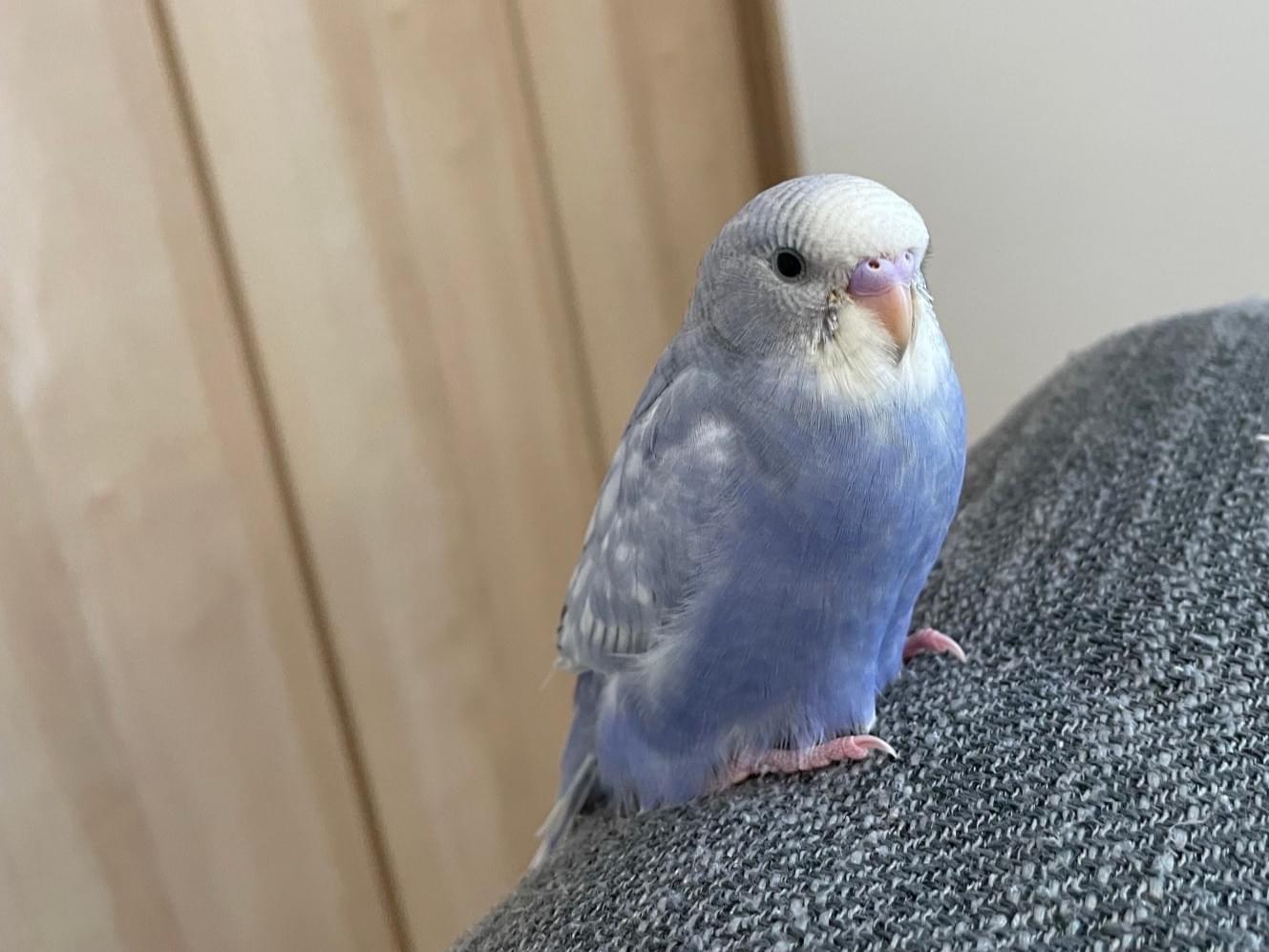 ルルちゃん ルルちゃん