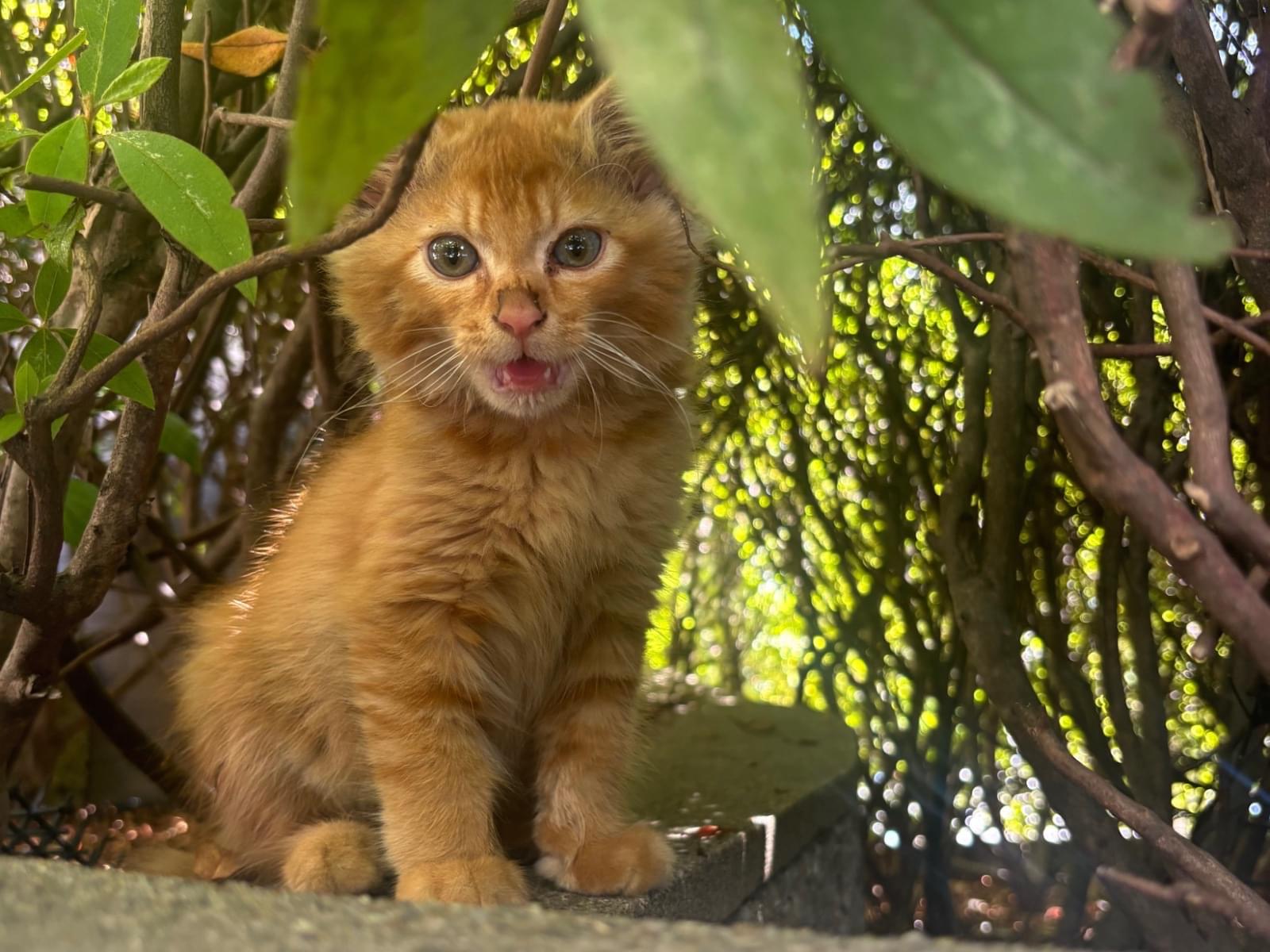 保護された猫 保護された猫