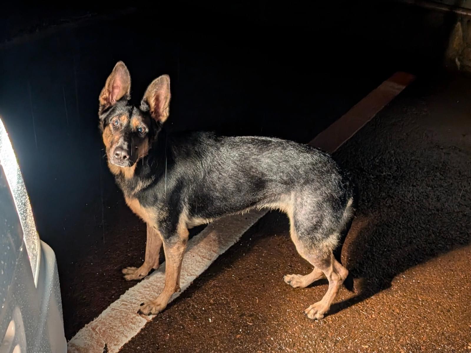 目撃された犬 目撃された犬