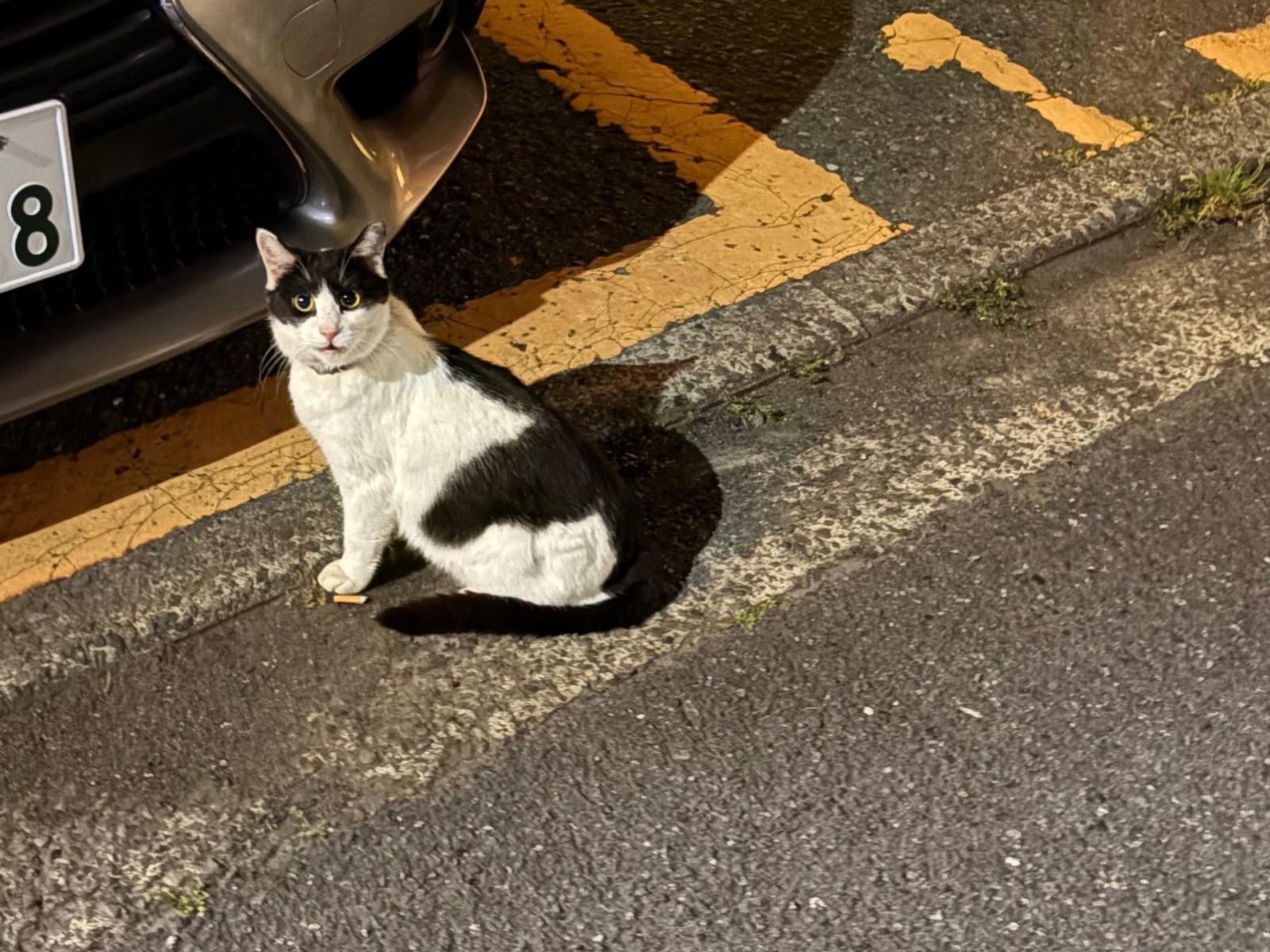 目撃された猫 目撃された猫