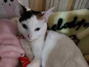 三毛猫を探しています
